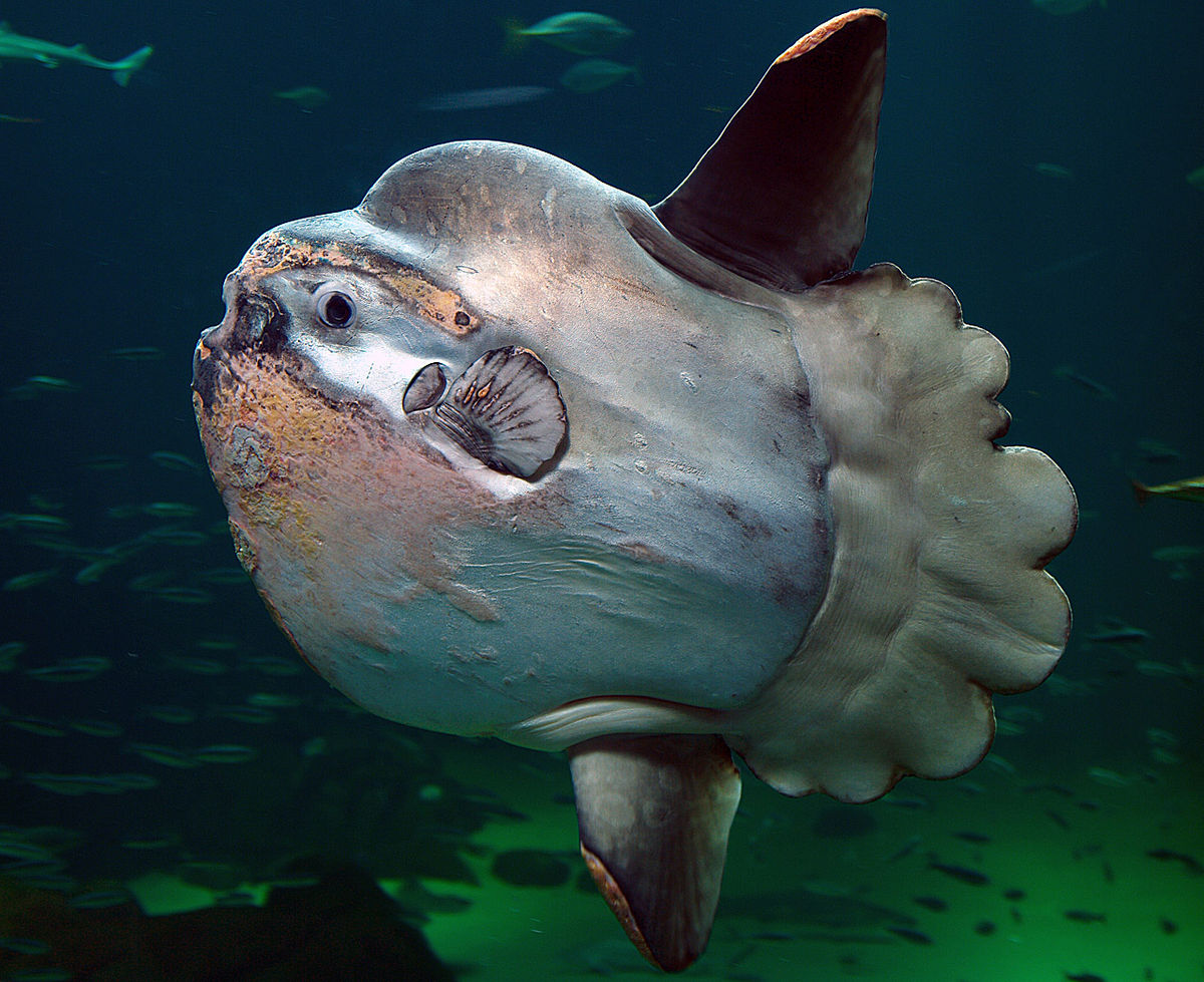 mola mola mola-mola